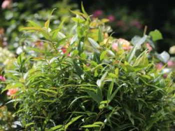 Traubenmyrthe 'Burning Love' ®, 20-30 cm, Leucothoe keiskei 'Burning Love' ®, Containerware von Leucothoe keiskei 'Burning Love' ®