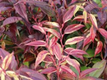 Traubenheide 'Rainbow', 20-30 cm, Leucothoe walteri 'Rainbow', Containerware Traubenheide 'Rainbow', 20-30 cm, Leucothoe walteri 'Rainbow', Containerware von Leucothoe walteri 'Rainbow'