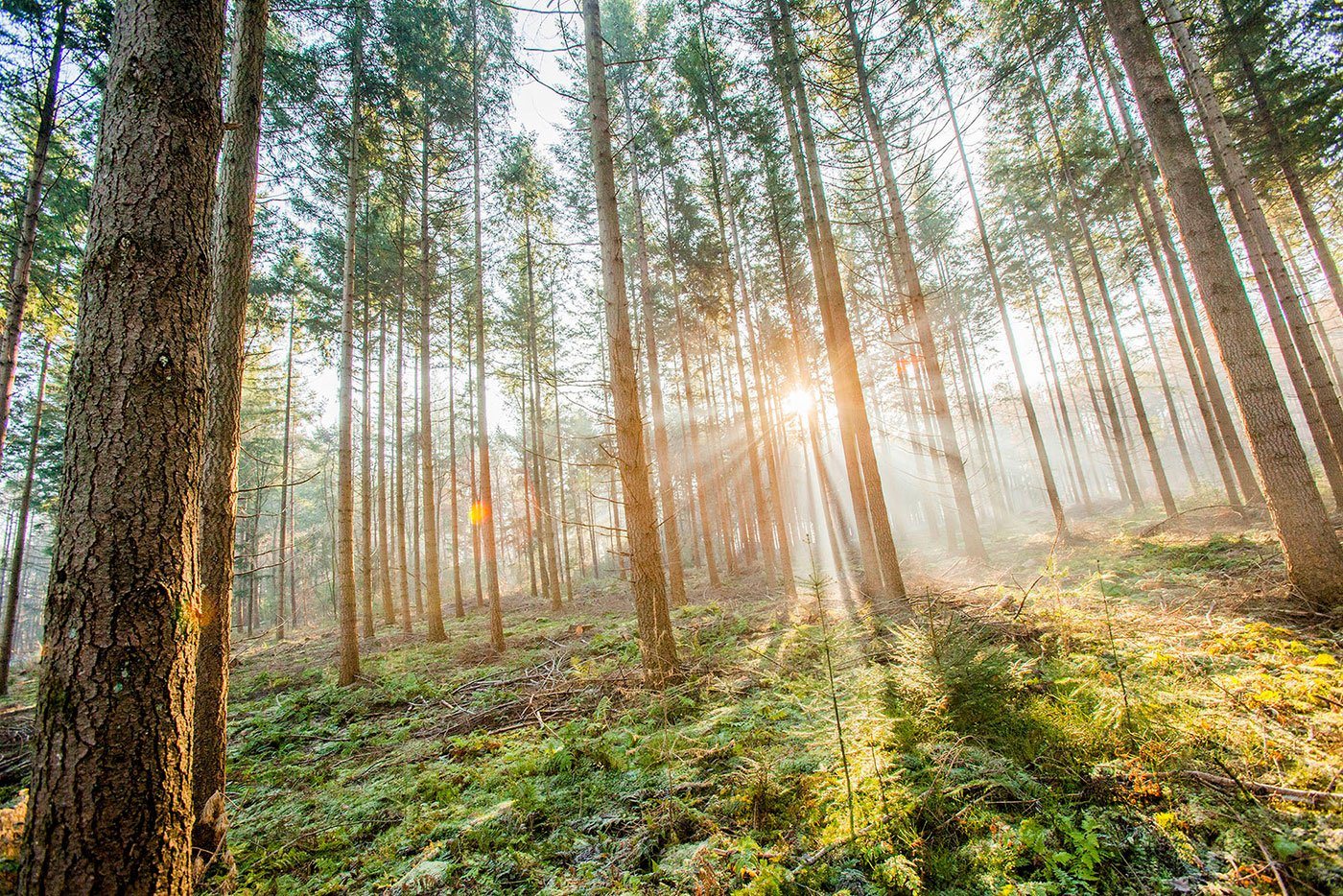 Levandeo® Leinwandbild, Leinwandbild 80x60cm Wald Natur Landschaft Echtholz Keilrahmen von Levandeo®