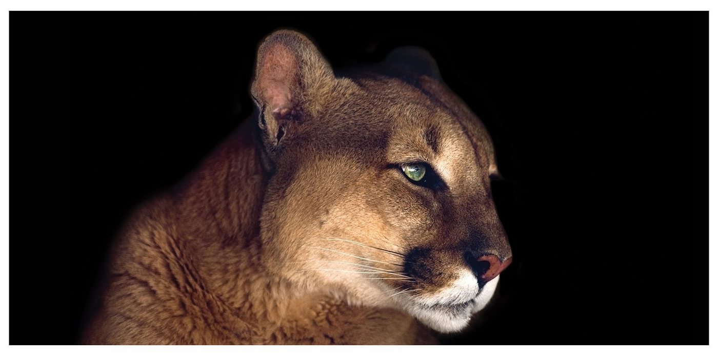 Levandeo® Leinwandbild, XXL Wandbild 115x55cm Löwe Lion Löwin Bild Leinwandbild Katze Deko von Levandeo®