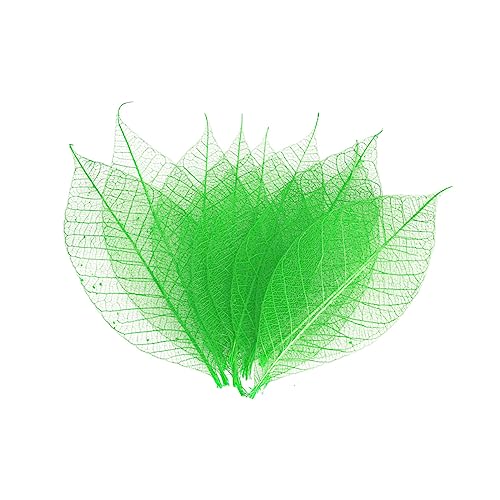 Levemolo 50 Stück Blätter Für Getrocknete Skelettblätter Tischdekorationen Getrocknetes Blattskelett Natürliche Getrocknete Gummiblätter Lesezeichen Getrocknete Blumen Grußkarte Künstlich von Levemolo