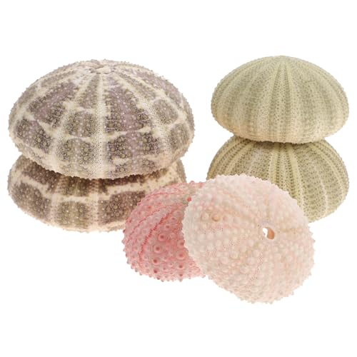 Levemolo 6st Seeigelschale Mit Ananas Halter Für Natürliche Conch-pflanztöpfe Seeigelschalen Zum Basteln Anlage Seeigel-luftpflanzentopf Ocean Conch Air Pflanzentöpfe Miniaturhalter Hülse von Levemolo
