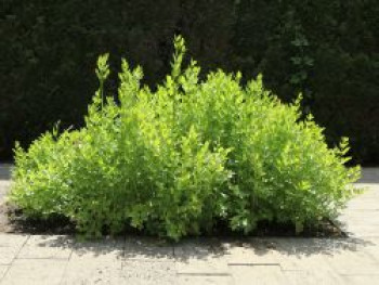 Liebstöckel / Maggikraut, Levisticum officinale, Topfware von Levisticum officinale