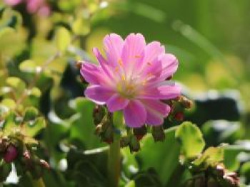 Bitterwurz, Lewisia cotyledon, Topfware von Lewisia cotyledon