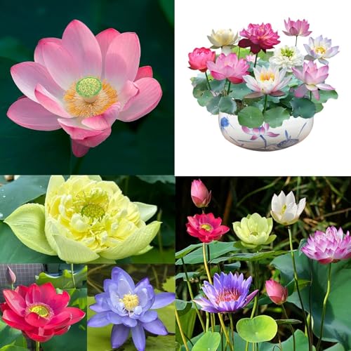 Die heilige Bonsai-Schalenlotusblume, Schalenlotusblumensamen in gemischten Farben, Lotussamen for Einpflanzen in Wasser, 7 Tage Keimung, anfängerfreundliche Seerosenpflanzung in Wasser for den Küchen Die heilige Bonsai-Schalenlotusblume, Schalenlotusblumensamen in gemischten Farben, Lotussamen for Einpflanzen in Wasser, 7 Tage Keimung, anfängerfreundliche Seerosenpflanzung in Wasser for den Küchen von LexTex