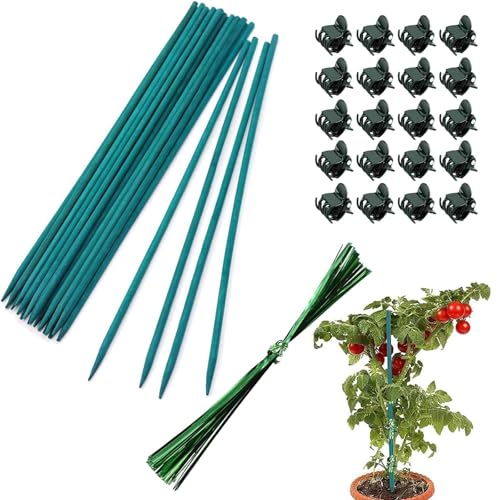20 x 30 cm grüne Bambusstäbe mit 20 Clips + 10 x grün-metallische Bindebänder, Orchideen-Clips, Pflanzenstecker, Orchideen-Unterstützung für Garten oder Zuhause, Blumen 20 x 30 cm grüne Bambusstäbe mit 20 Clips + 10 x grün-metallische Bindebänder, Orchideen-Clips, Pflanzenstecker, Orchideen-Unterstützung für Garten oder Zuhause, Blumen von LiTaiJingNice