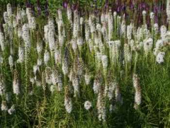 Ährige Prachtscharte 'Alba', Liatris spicata 'Alba', Topfware von Liatris spicata 'Alba'