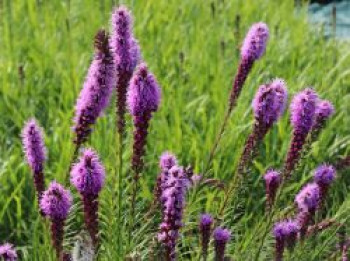 Ährige Prachtscharte 'Floristan Violett', Liatris spicata 'Floristan Violett', Topfware von Liatris spicata 'Floristan Violett'