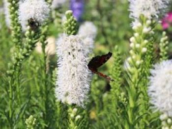 Ährige Prachtscharte 'Floristan Weiß', Liatris spicata 'Floristan Weiß' ®, Topfware von Liatris spicata 'Floristan Weiß' ®