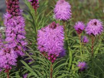 Ährige Prachtscharte 'Kobold', Liatris spicata 'Kobold', Containerware von Liatris spicata 'Kobold'