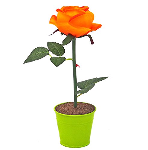 Licht-Erlebnisse Deko LED Rose orange grün beleuchtet Batterie Blumentopf Kunstpflanze Blume für Tisch Tischleuchte Tischlampe von Licht-Erlebnisse