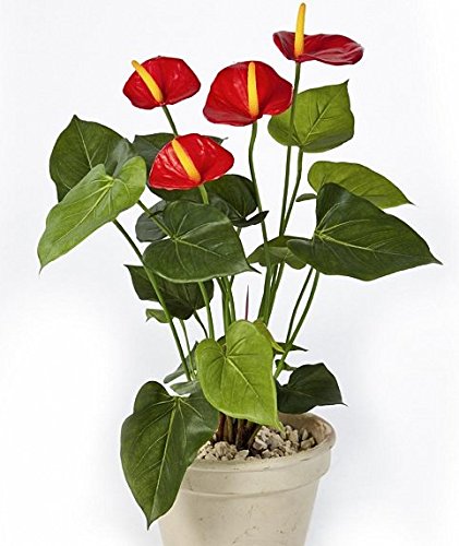 Künstliche Anthurium de Luxe ca. 55cm im schönen Topf - Spitzen Qualität Kunstpflanzen von Licht & Grün exclusive Kunstpflanzen