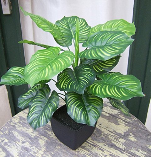 Künstliche Calathea Pflanze im Topf ca. 45cm -Top Qualität Kunstpflanzen von Licht & Grün exclusive Kunstpflanzen