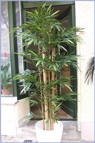 Künstlicher Giant Bambus 1,80m mit extra dicken natürlichen Bambusstangen kunstbambus von Licht & Grün exclusive Kunstpflanzen