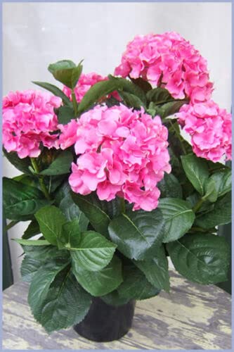 Licht & Grün exclusive Kunstpflanzen Hortensie hochwertig realistisch ca. 55 cm 1 stück Licht & Grün exclusive Kunstpflanzen Hortensie hochwertig realistisch ca. 55 cm 1 stück von Licht & Grün exclusive Kunstpflanzen