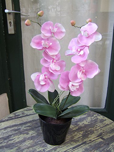 Licht & Grün exclusive Kunstpflanzen Künstliche Orchidee mit 2 rosa Blüten Höhe ca. 50cm im Topf von Licht & Grün exclusive Kunstpflanzen