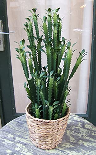 Licht & Grün exclusive Kunstpflanzen Künstlicher Kaktus Euphorbia Spitzen-Qualität von Licht & Grün exclusive Kunstpflanzen