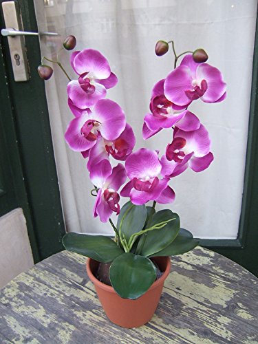Licht & Grün Künstliche Orchidee mit 2 violetten Blüten Höhe ca. 50cm im Topf von Licht & Grün