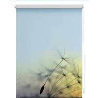Lichtblick Rollo, Klemmfix, 70x150 cm, Pusteblume, blau Lichtblick Rollo, Klemmfix, 70x150 cm, Pusteblume, blau von Lichtblick