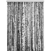 Lichtblick Rollo, ‎‎Klemmfix, 120x150 cm‎‎‎‎, Birken, schwarz weiß - schwarz | weiss von Lichtblick