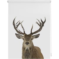 Lichtblick Rollo, Klemmfix, 60x150 cm, Hirsch, weiß braun - weiss Lichtblick Rollo, Klemmfix, 60x150 cm, Hirsch, weiß braun - weiss von Lichtblick
