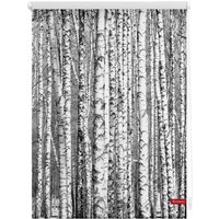 Rollo Klemmfix, ohne Bohren, blickdicht, Birken - Schwarz Weiß, 120 x 150 cm (B x L) von Lichtblick
