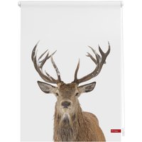 Rollo Klemmfix, ohne Bohren, blickdicht, Hirsch - Weiß Braun, 80 x 150 cm (B x L) von Lichtblick