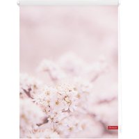 Rollo Klemmfix, ohne Bohren, blickdicht, Kirschblüten - Rosa Weiß, 100 cm x 150 cm (B x L) von Lichtblick