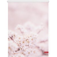 Lichtblick Rollo Klemmfix, ohne Bohren, blickdicht, Kirschblüten - Rosa Weiß, 80 cm x 150 cm (B x L) von Lichtblick