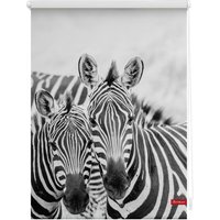 Rollo Klemmfix, ohne Bohren, blickdicht, Zebra - Weiß Türkis, 60 cm x 150 cm (B x L) von Lichtblick