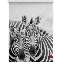 Rollo Klemmfix, ohne Bohren, blickdicht, Zebra - Weiß Türkis, 90 cm x 150 cm (B x L) von Lichtblick