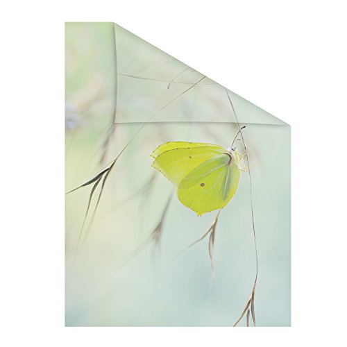 Lichtblick Fensterfolie selbstklebend mit Motiv, Sichtschutz, merhfach Ablösbar, Montage ohne Rakel, Made in Germany Schmetterling - Grün 100 x 180 cm (B x L) von Lichtblick