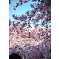 London Flower Photography Print, Cherry Blossom Tree With Lamp, Fine Art Photography, Wall von LifechangeArtStudio