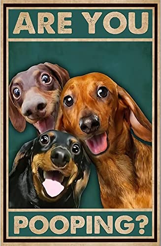 Dackel Hund Vintage Metall Blechschild Are You Pooping Schild Badezimmer Lustige Kunst Poster Dekoration Toilette Höhle Bar Zuhause Badezimmer Wanddekoration Schild 20,3 x 30,5 cm Dackel Hund Vintage Metall Blechschild Are You Pooping Schild Badezimmer Lustige Kunst Poster Dekoration Toilette Höhle Bar Zuhause Badezimmer Wanddekoration Schild 20,3 x 30,5 cm von Ligati