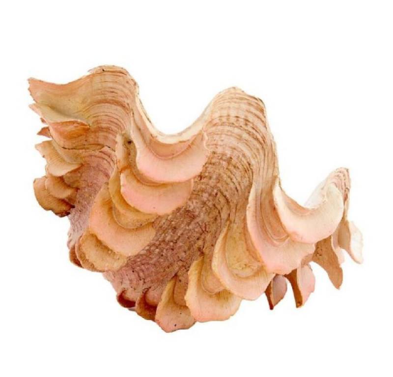 Light & Living Skulptur Dekorationsobjekt Muschell Shell Orange (23,5x18cm) von Light & Living