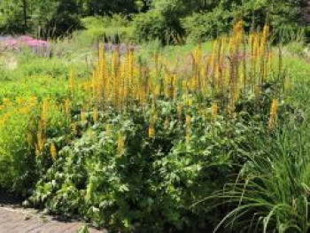 Przewalskis Kerzen-Goldkolben, Ligularia przewalskii, Topfware Przewalskis Kerzen-Goldkolben, Ligularia przewalskii, Topfware von Ligularia przewalskii