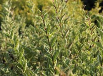 Weißgerandeter Ovalblättriger Liguster 'Argenteum', 30-40 cm, Ligustrum ovalifolium 'Argenteum', Containerware Weißgerandeter Ovalblättriger Liguster 'Argenteum', 30-40 cm, Ligustrum ovalifolium 'Argenteum', Containerware von Ligustrum ovalifolium 'Argenteum'
