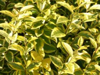 Goldliguster 'Aureum', 40-60 cm, Ligustrum ovalifolium 'Aureum', Containerware Goldliguster 'Aureum', 40-60 cm, Ligustrum ovalifolium 'Aureum', Containerware von Ligustrum ovalifolium 'Aureum'