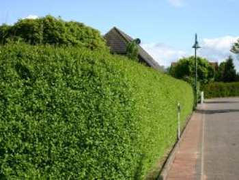 Ovalblättriger Liguster, 60-100 cm, Ligustrum ovalifolium, Containerware von Ligustrum ovalifolium