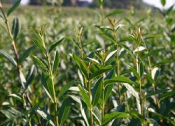 Zwergliguster 'Lodense', 20-30 cm, Ligustrum vulgare 'Lodense', Containerware von Ligustrum vulgare 'Lodense'