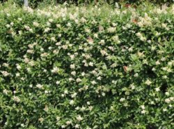 Gemeiner Liguster / Gewöhnlicher Liguster, 30-40 cm, Ligustrum vulgare, Containerware von Ligustrum vulgare