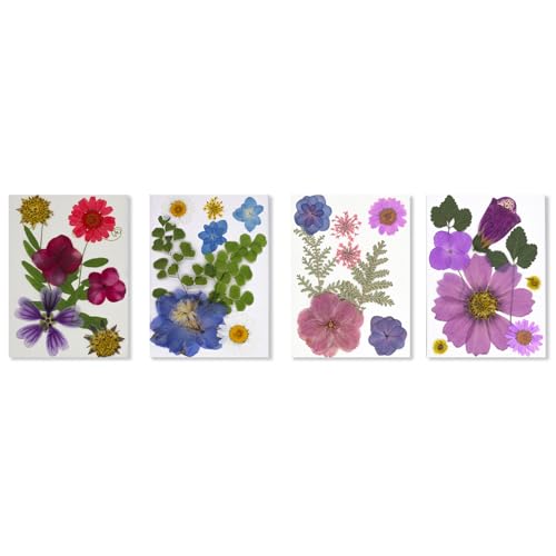 Elegante Gepresste Echte Blumenkits 32pcs Getrocknete Blumen Für Kreative Handgefertigte Projekte Geschenkideen Und Basteldesigns Gepresste Blumen Handwerkskits Elegante Gepresste Echte Blumenkits 32pcs Getrocknete Blumen Für Kreative Handgefertigte Projekte Geschenkideen Und Basteldesigns Gepresste Blumen Handwerkskits von Lilinzhi