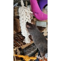 Ratte Makramee Beutel, Futter Spielzeug von Lilratlordsshop