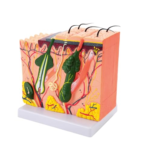 35/50/70/85x Modell vergrößerte anatomische Haut Modell Hautlehre Modell Anatomie der menschlichen Hautstruktur Für wissenschaftliche Studien 35/50/70/85x Modell vergrößerte anatomische Haut Modell Hautlehre Modell Anatomie der menschlichen Hautstruktur Für wissenschaftliche Studien von Limtula