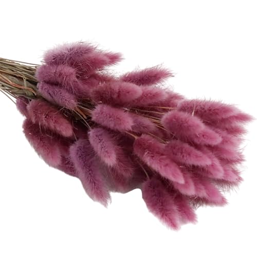 55pcs Natural Dry Pampasgrass 17 7 Zoll Getrocknete Kaninchen Schwänze Getrocknete Für Home Decoration Hochzeitsblumenarrangements 55pcs Natural Dry Pampasgrass 17 7 Zoll Getrocknete Kaninchen Schwänze Getrocknete Für Home Decoration Hochzeitsblumenarrangements von Limtula