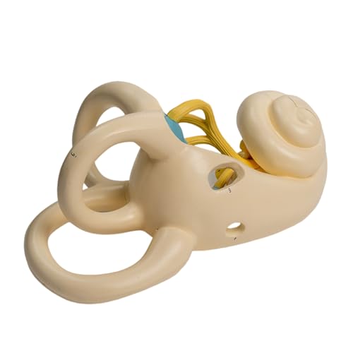 Anatomie Modell Menschliches Innenohr Vergrößert Zeigt Das Innenohr Anatomisches menschliches Modell Für Anatomie Unterricht Anatomie Modell Menschliches Innenohr Vergrößert Zeigt Das Innenohr Anatomisches menschliches Modell Für Anatomie Unterricht von Limtula