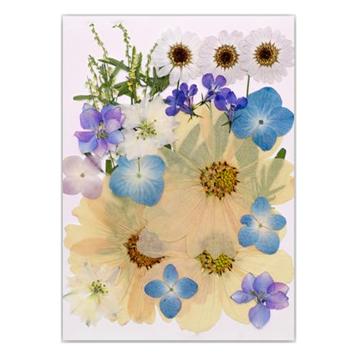 Gedrückte Getrocknete Für Harzformen Natürliche Gepresste Getrocknete Blütenblätter Für Scrapbooking Seifen Kerzenschmuck Machen Gedrückte Getrocknete Für Harzformen Natürliche Gepresste Getrocknete Blütenblätter Für Scrapbooking Seifen Kerzenschmuck Machen von Limtula