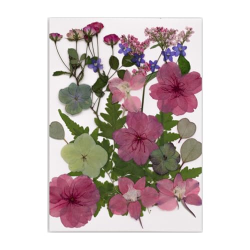 Gedrückte Getrocknete Für Harzformen Natürliche Gepresste Getrocknete Blütenblätter Für Scrapbooking Seifen Kerzenschmuck Machen Gedrückte Getrocknete Für Harzformen Natürliche Gepresste Getrocknete Blütenblätter Für Scrapbooking Seifen Kerzenschmuck Machen von Limtula