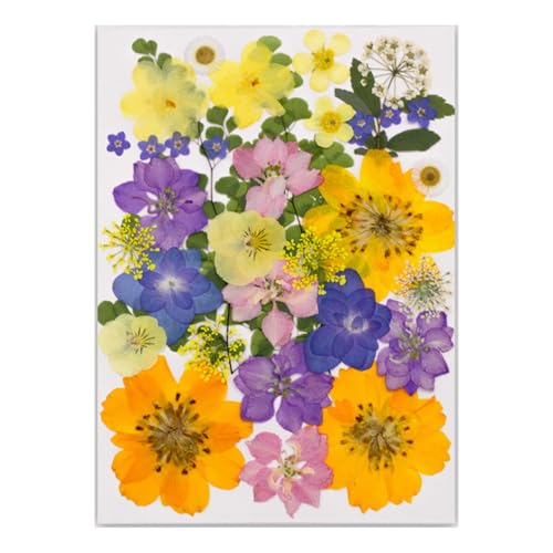 Gedrückte Getrocknete Für Harzformen Natürliche Gepresste Getrocknete Blütenblätter Für Scrapbooking Seifen Kerzenschmuck Machen Gedrückte Getrocknete Für Harzformen Natürliche Gepresste Getrocknete Blütenblätter Für Scrapbooking Seifen Kerzenschmuck Machen von Limtula