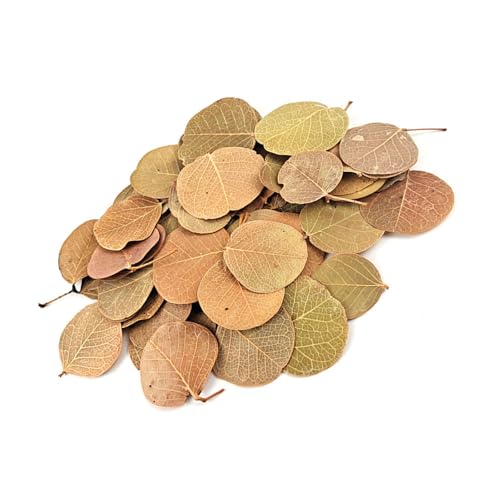 Limtula Authentics Natürliches Blätter-Substrat für Unterwasser-Ökosystem, verbessert das Wasser mit biologisch abbaubaren Aquarien, getrocknet Limtula Authentics Natürliches Blätter-Substrat für Unterwasser-Ökosystem, verbessert das Wasser mit biologisch abbaubaren Aquarien, getrocknet von Limtula